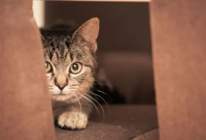 Gato traumatizado ou reservado? Saiba identificar 