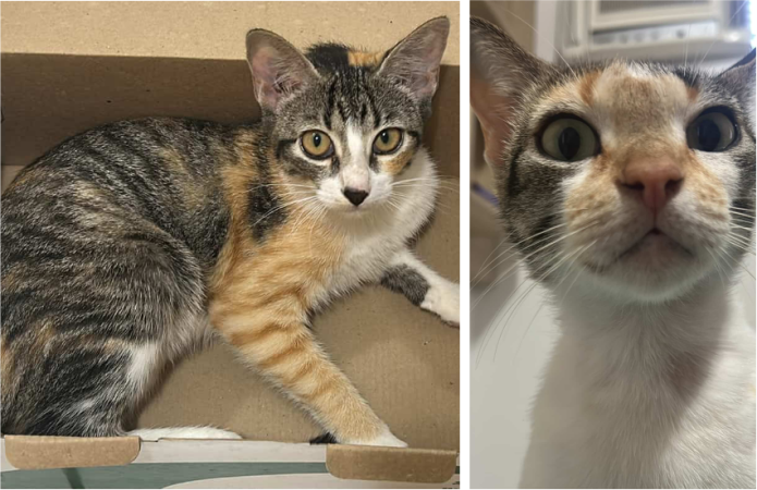 Duas gatinhas estão disponíveis para adoção após s